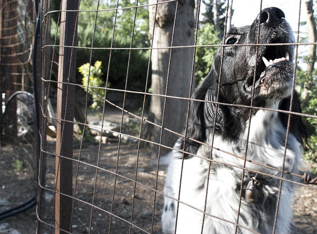 Disturbo della quiete pubblica: scatta il reato se i cani abbaiano tutta la notte