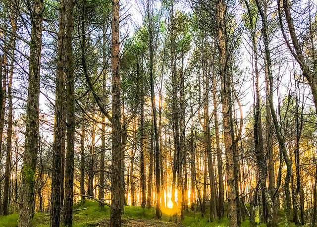 Via libera al Testo unico forestale, riforma Agea, DDL reati agroalimentari