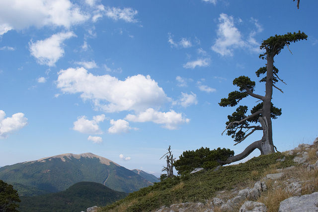 Si arricchisce l'elenco degli Alberi Monumentali d'Italia