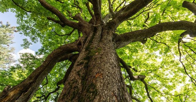 Creato il primo elenco degli alberi monumentali d'Italia
