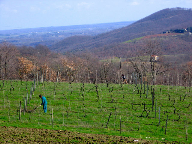 Istat: il numero delle aziende agricole cala del 9,2% in tre anni