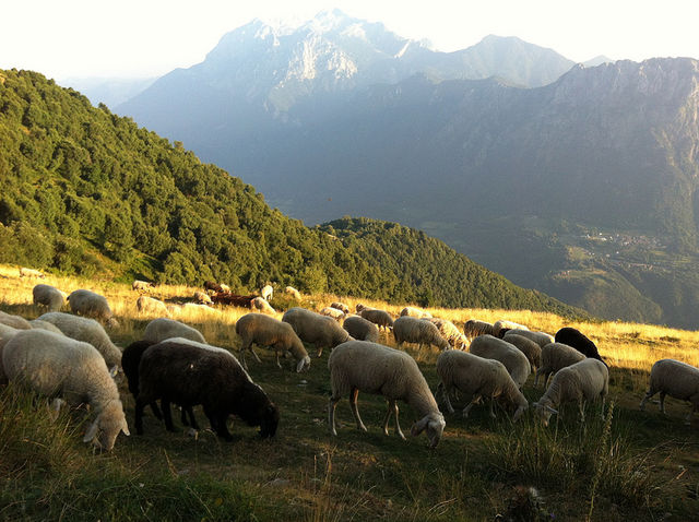 ALSIA: seminario di aggiornamento per Tecnici Agricoli