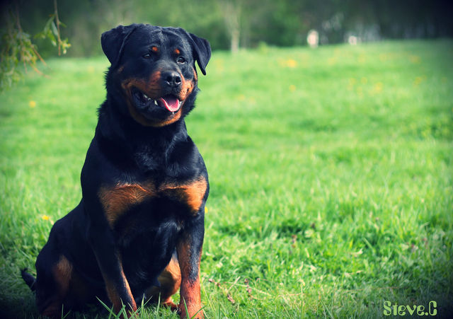 Aggressione dei cani: in Gazzetta il 