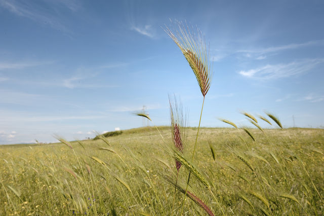 A Rionero e Matera incontri sull'utilizzo di nuove tecnologie nel comparto cerealicolo lucano